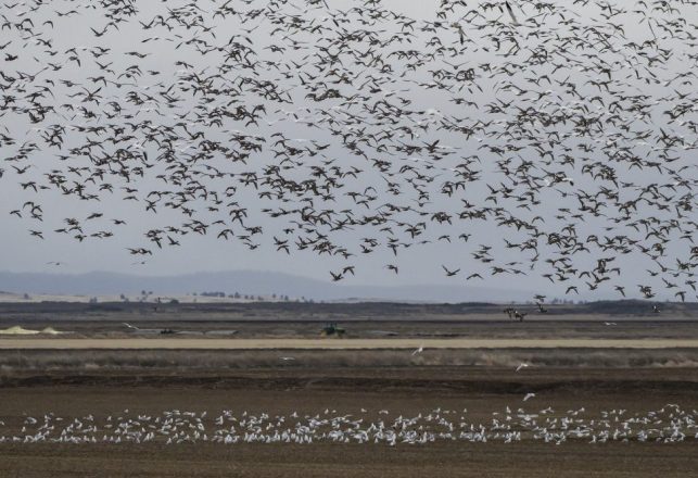 Millions of Dead Birds Fall From the Sky Across New Mexico and the Southwest