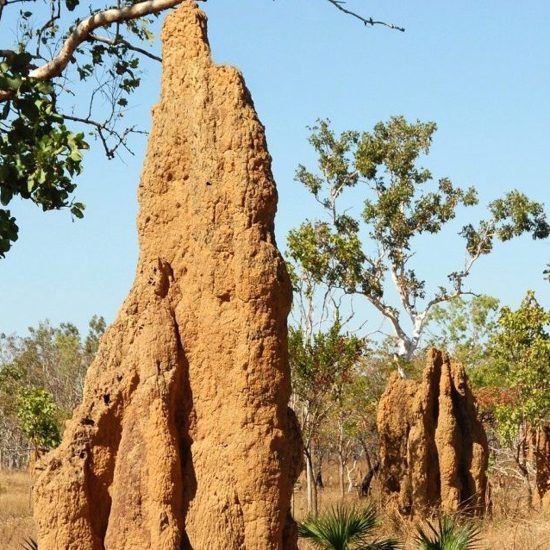 Pile of Scat Photographed on a Termite Mound May Belong to a Yowie