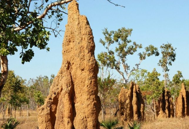 Pile of Scat Photographed on a Termite Mound May Belong to a Yowie