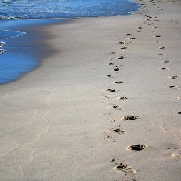 Fossilized Footprints In New Mexico Date Back More Than 10,000 Years