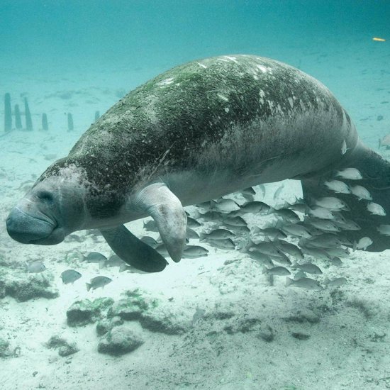 Remains Of Ice Age Manatees Found In Texas