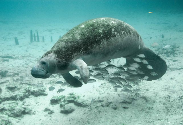 Remains Of Ice Age Manatees Found In Texas