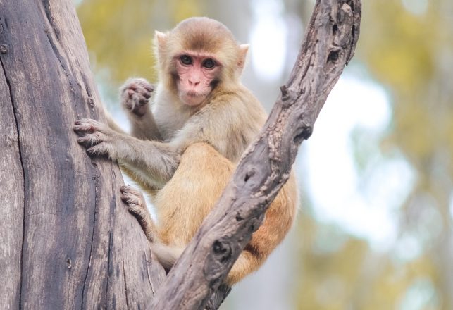 6.4-Million-Year-Old Monkey Fossils Unearthed In China