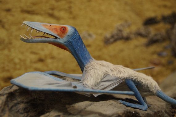 Pterosaur1 570x379