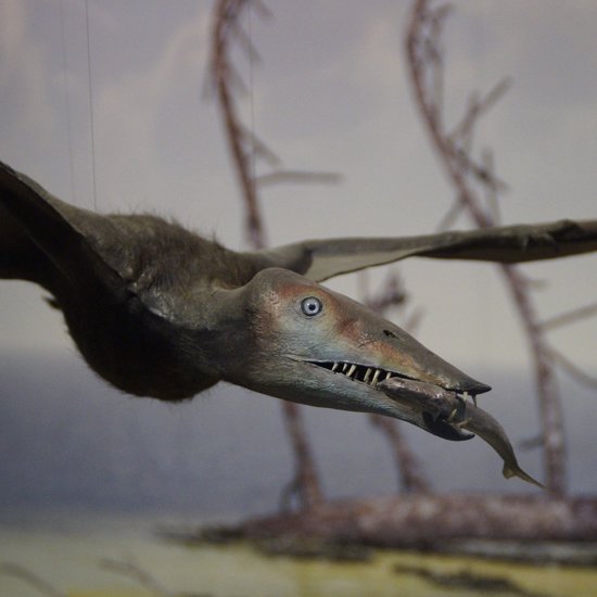Newly Discovered Pterosaur Species was Turkey-Sized With an Exceptionally Long Beak