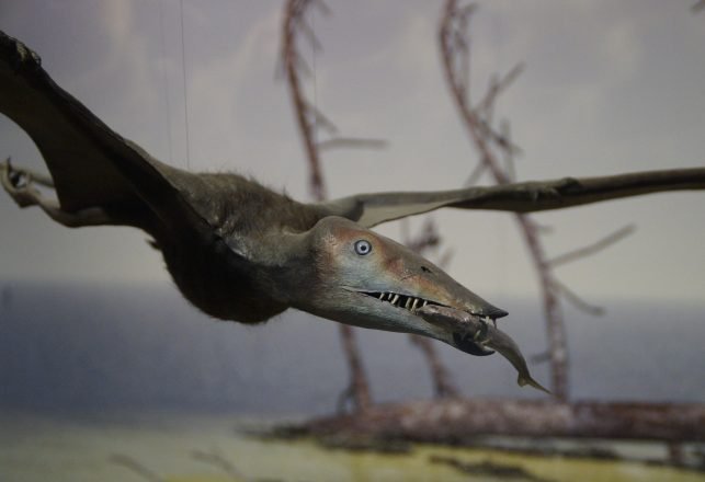 Newly Discovered Pterosaur Species was Turkey-Sized With an Exceptionally Long Beak