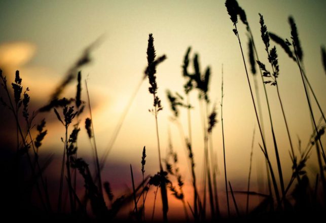 Encounters With Mysterious Entities in Haunted Cornfields