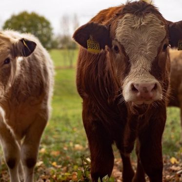 Mysterious Horrific Cattle Mutilations Hit Oklahoma