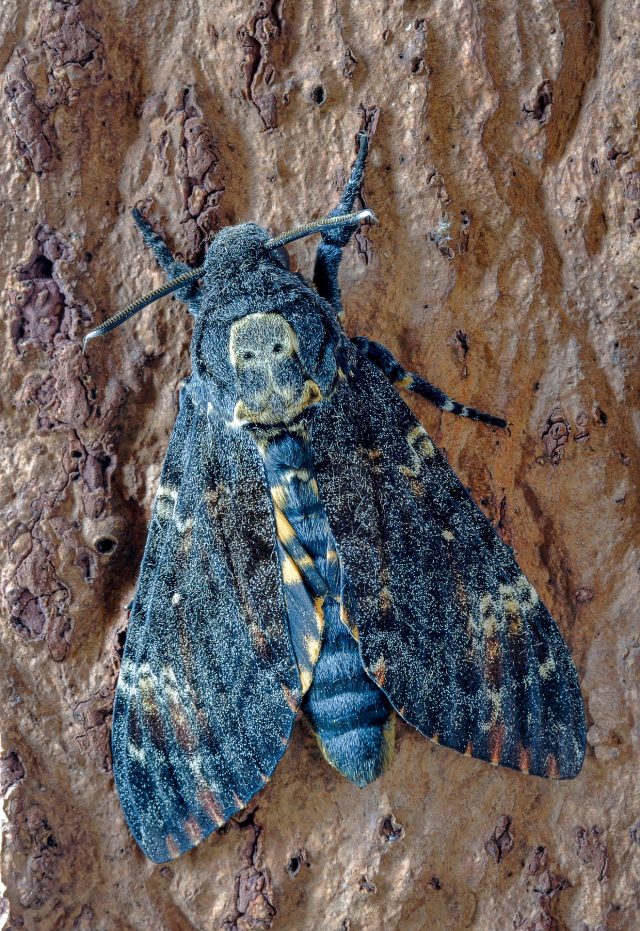 deaths head hawk moth 3982725 1920 640x931