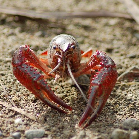 Belgian Cemetery is Taken Over by Escaped Mutant Self-Cloning Crayfish