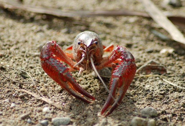 Belgian Cemetery is Taken Over by Escaped Mutant Self-Cloning Crayfish