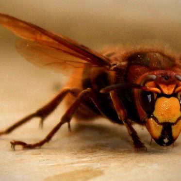 First Murder Hornet Nest in U.S. Destroyed but More Exist
