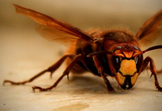 First Murder Hornet Nest in U.S. Destroyed but More Exist