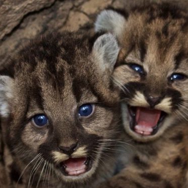 Big Cat Tracker Says UK Has Populations of Leopards and Pumas That are Breeding