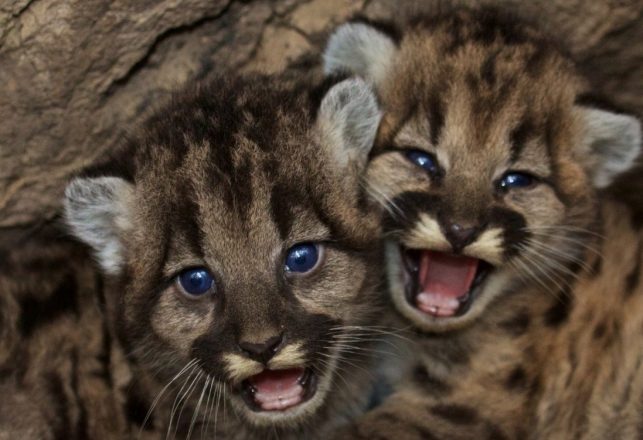 Big Cat Tracker Says UK Has Populations of Leopards and Pumas That are Breeding