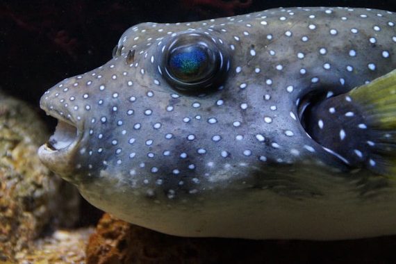 selective focus photography of gray and white spotted puffer fish 570x380