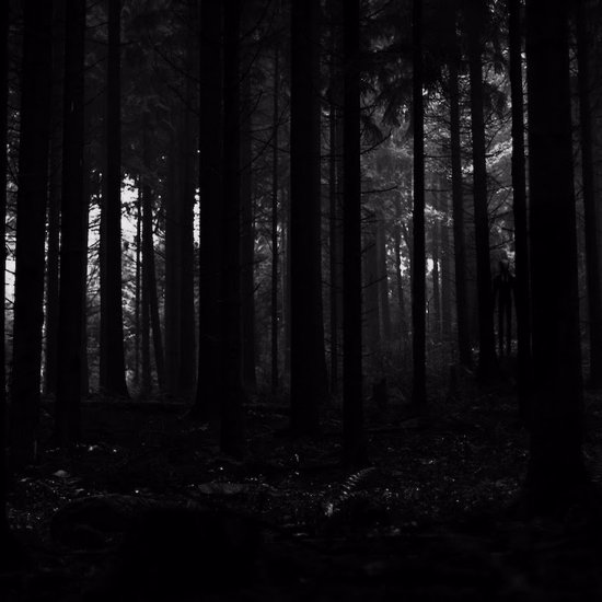 Strange Paranormal Tales of People Almost Taken by the Forest