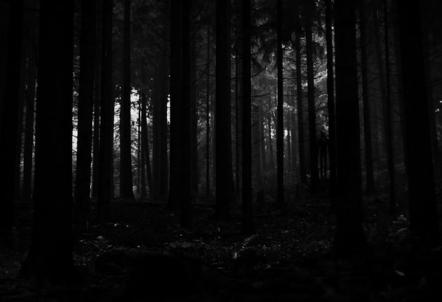 Strange Paranormal Tales of People Almost Taken by the Forest