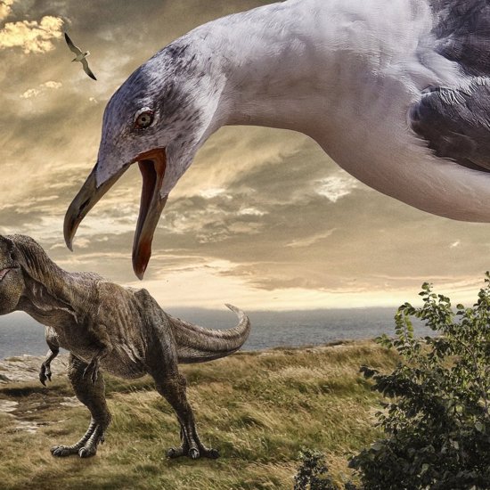 Prehistoric Bird Had the Head of a Velociraptor and a Toucan-Like Beak