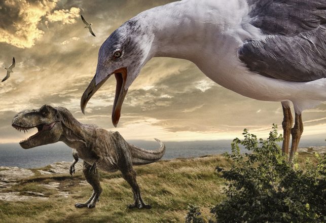 Prehistoric Bird Had the Head of a Velociraptor and a Toucan-Like Beak