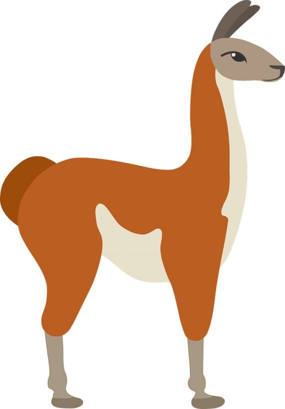 Camelid 570x817
