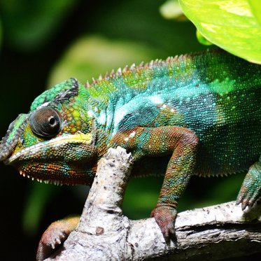 Chameleon Thought To Be Extinct For Over a Century Has Been Rediscovered
