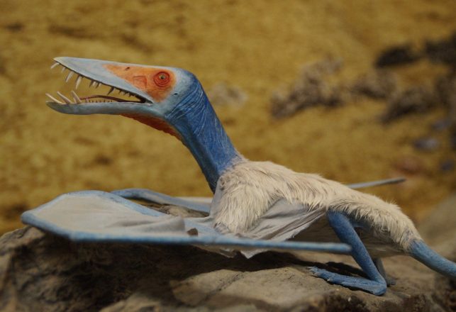 Ancient Fossils Belonged to Toothless Pterosaurs and a New Species