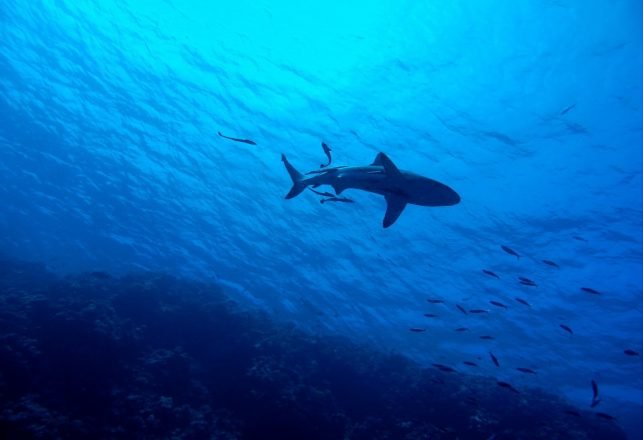 Prehistoric Shark with Creepy Large Eyes Had an Even More Frightening Jaw