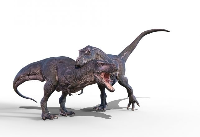 “Dueling Dinosaurs” Who Fought to the Death Will Be Displayed to the Public