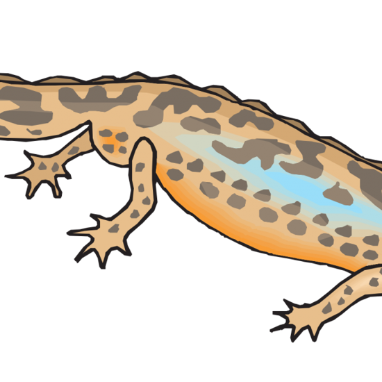 More on the Matter of the Loch Ness Giant Salamander
