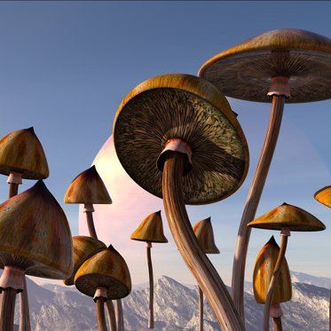 Can Shrooms Heal Our Minds? Oregon says, YES!