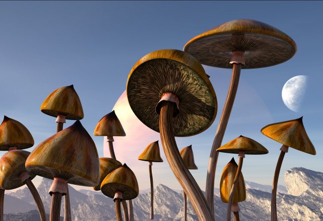 Can Shrooms Heal Our Minds? Oregon says, YES!