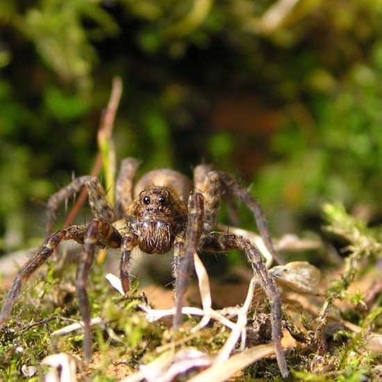 Extinct Great Fox-Spider Found at British Military Facility
