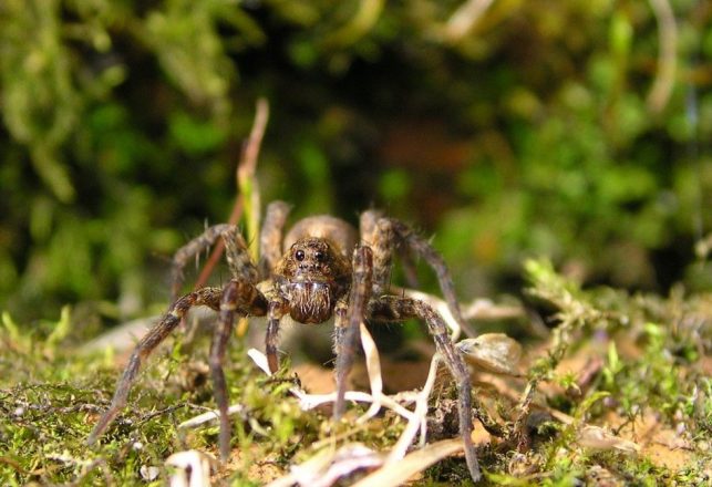 Extinct Great Fox-Spider Found at British Military Facility