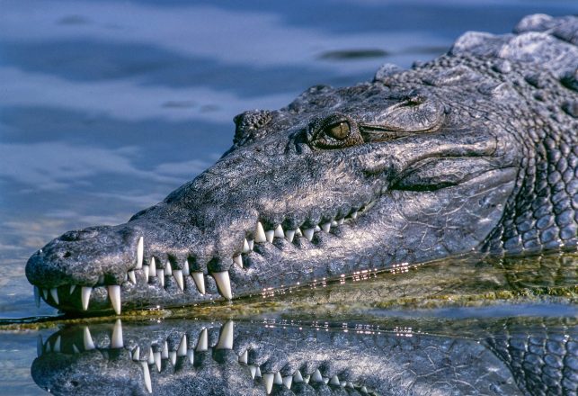 Massive Prehistoric “Swamp King” Discovered in Queensland