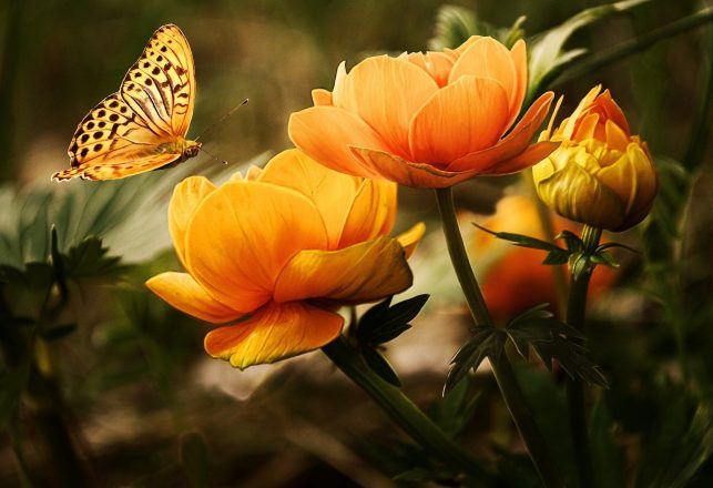 100-Million-Year-Old Tiny Flower Found Preserved in Amber