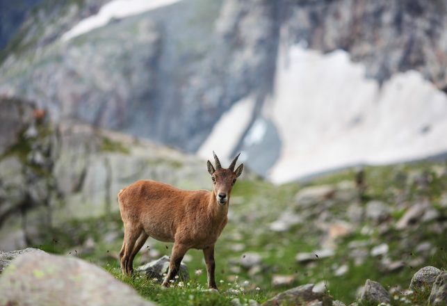 Goat-Like Antelope Presumed Extinct Has Been Rediscovered in India