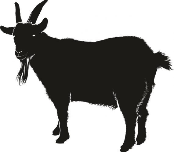 Goat1 570x497