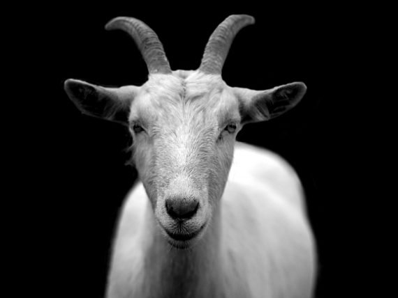 Goat2 570x428