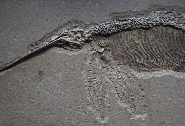 150-Million-Year-Old Reptile Looked Like a Cross Between a Dolphin and a Shark