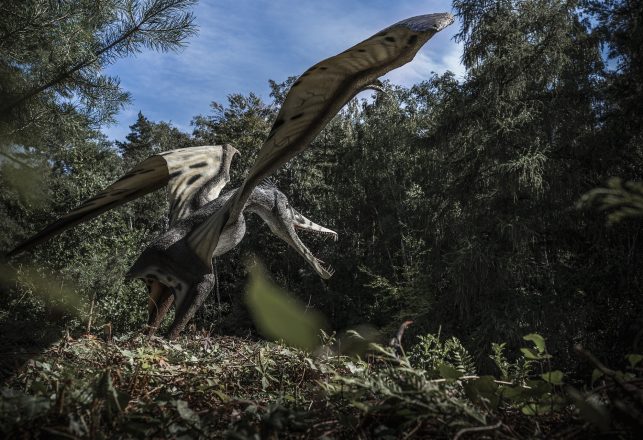 “Missing Link” in Pterosaurs’ Family Tree Has Been Identified