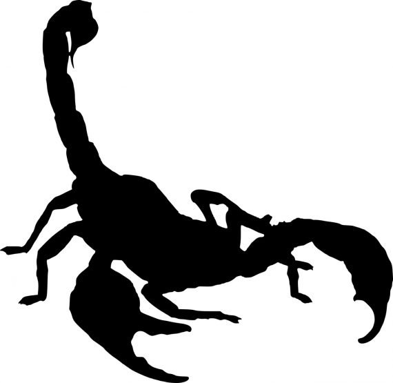 Scorpion 570x555