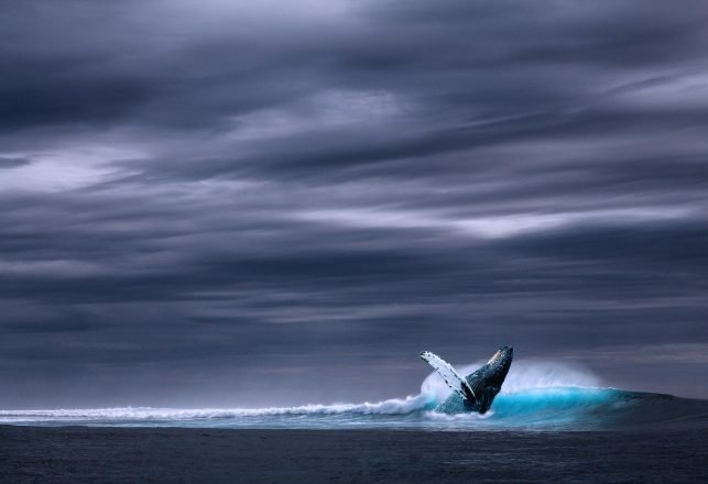 New Species of Beaked Whales May Have Been Around as Long as Humans