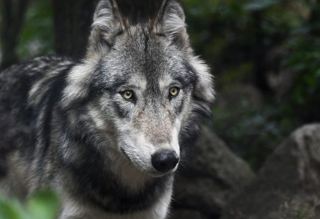 Perfectly Preserved 57,000-Year-Old Wolf Pup Found in Canadian Permafrost