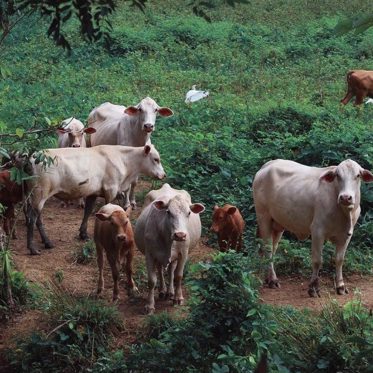 Secret Surveillance of the U.S. Cattle Herd, Part 2