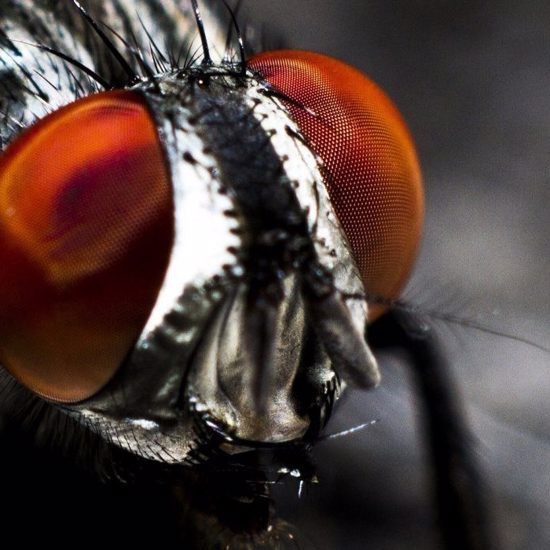 Mysterious New Fungus is Causing a Zombie Fly Apocalypse