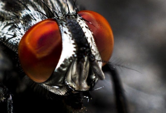 Mysterious New Fungus is Causing a Zombie Fly Apocalypse