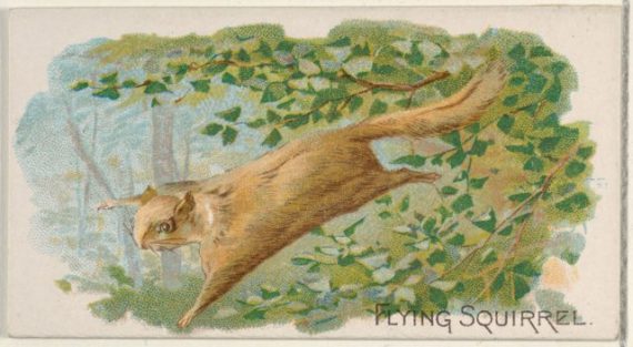 flying squirrel from the quadrupeds series n21 for allen andamp ginter cigarettes eecc2f 570x313