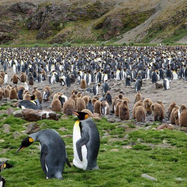 World’s Largest Iceberg is a Potential Mass Penguin Killer