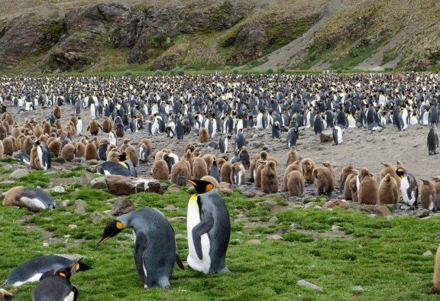 World’s Largest Iceberg is a Potential Mass Penguin Killer